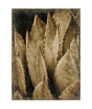 Tableau papier froissé Botanica Agave Livraison rapide