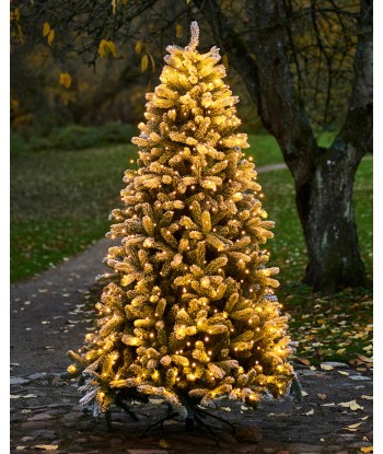 Sapin de noel ANTON de l' environnement