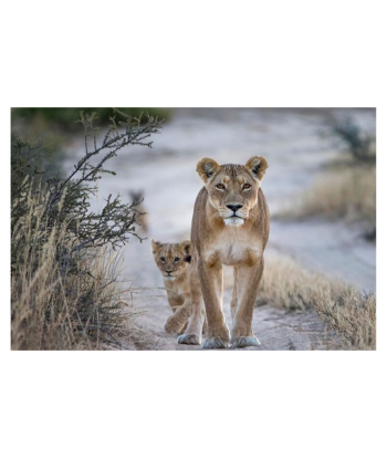 Tableau Lionne et Lionceau Balade s'inspire de l'anatomie humaine