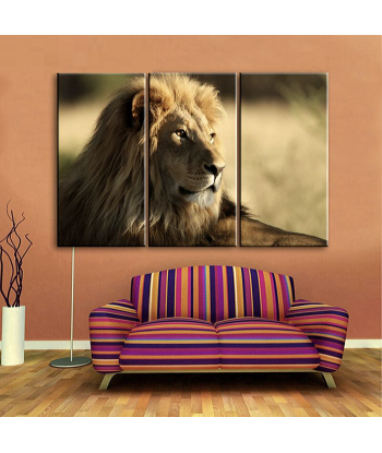 Tableau Photo Lion la chaussure