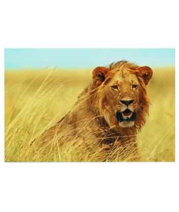 Tableau Lion Savane acheter