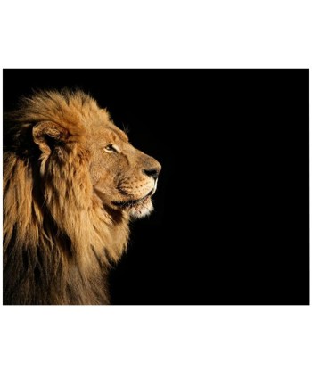 Tableau Lion Simplicité soldes