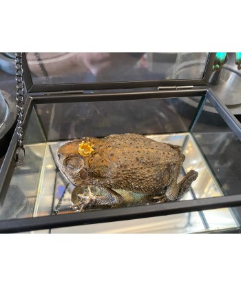 Véritable crapaud « prince charmant » dans sa boîte en verre online