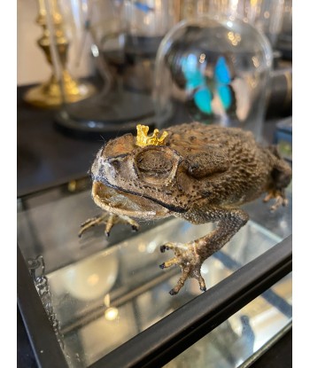 Véritable crapaud « prince charmant » dans sa boîte en verre online