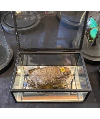 Véritable crapaud « prince charmant » dans sa boîte en verre online